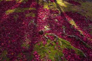 Red leaves on the ground at the park in Kyoto in autumn wide shot photo