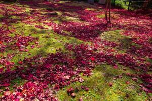 Red leaves on the ground at the park in Kyoto in autumn wide shot photo