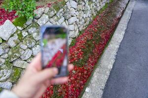 A smartphone shooting piled up red leaves in the narrow gutter in autumn photo