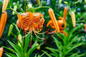 A tiger lily with spotted petals on green background at the forest sunny day close up photo