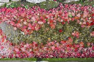 Piled up red leaves in the narrow gutter in autumn photo