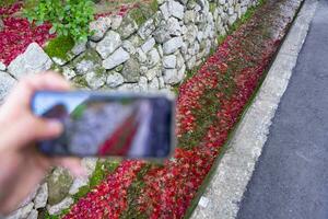 un teléfono inteligente disparo apilado arriba rojo hojas en el estrecho canal en otoño foto