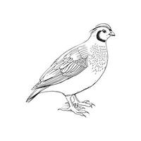 Quail Bird Vector Art, Icons, and Graphics