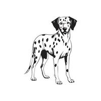 Dalmatian Dog Vector Images