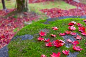 Red leaves on the ground at the park in Kyoto in autumn closeup photo