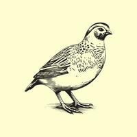 Quail Bird Vector Art, Icons, and Graphics