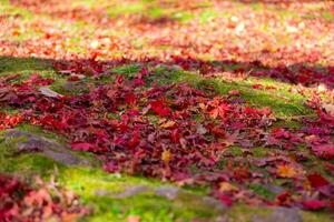 Red leaves on the ground at the forest in autumn photo