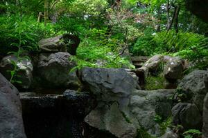 A forest brook at the green forest close up photo