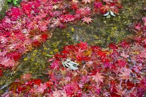 Piled up red leaves in the narrow gutter in autumn close up photo