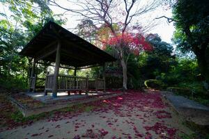 Red leaves at Kasagiyama momiji park in Kyoto in autumn wide shot photo