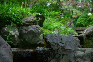 A forest brook at the green forest close up photo