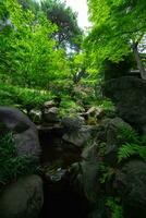 A forest brook at the green forest close up photo