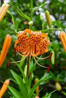 A tiger lily with spotted petals on green background at the forest sunny day close up photo