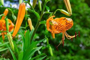 A tiger lily with spotted petals on green background at the forest sunny day close up photo