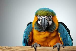 AI generated Golden and blue macaw posing for a photo in front of a white background, cute domestic pet image