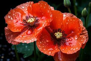 AI generated Petal elegance rain soaked poppies tranquil beauty, spring photography photo