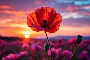 AI generated Sunset silhouette iconic poppy in vibrant twilight, spring photography photo