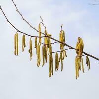 Flowering hazel hazelnut. Hazel catkins on branches. photo