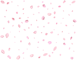 Light pink sakura petals. png