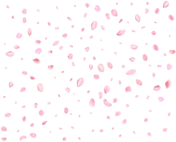 Light pink cherry petals. png