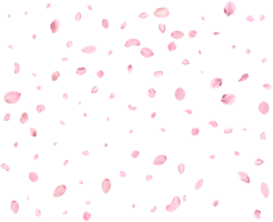 leggero rosa ciliegia petali. png