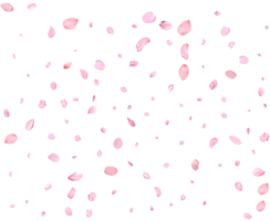 Light pink sakura petals. png