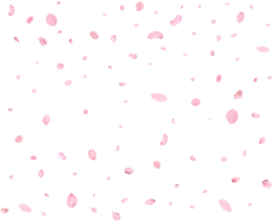 Light pink cherry petals. png