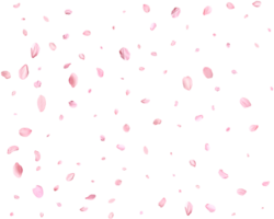 Japanese Spring petals Sakura. png