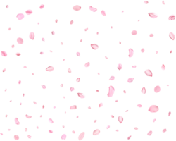 lumière rose Cerise pétales. png