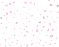 Licht Rosa Kirsche Blütenblätter. png