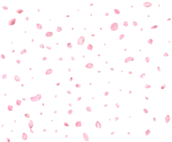 leggero rosa ciliegia petali. png