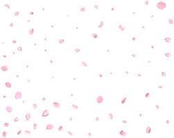 leggero rosa ciliegia petali. png