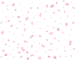 Japanese Spring petals Sakura. png