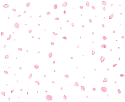 Light pink cherry petals. png