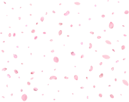 Japanese Spring petals Sakura. png