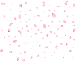 Falling realistic sakura petals. png