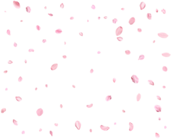 Light pink sakura petals. png