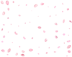 Falling realistic sakura petals. png