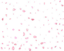 Japanese Spring petals Sakura. png