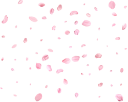 Pink Spring realistic sakura petals. png