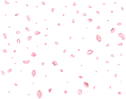 Light pink cherry petals. png