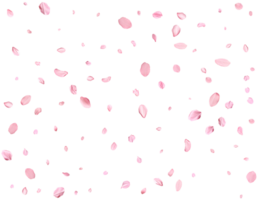 Light pink sakura petals. png