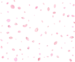 Light pink sakura petals. png