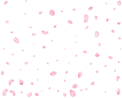 Light pink cherry petals. png