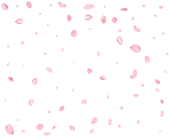 Falling realistic sakura petals. png