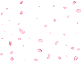 Pink Spring realistic sakura petals. png