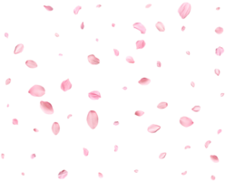 Pink Spring realistic sakura petals. png