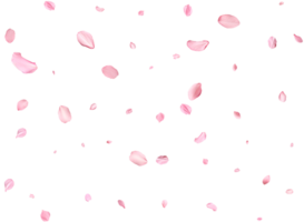 Pink Spring realistic sakura petals. png