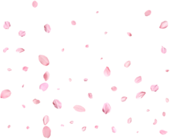 Pink Spring realistic sakura petals. png