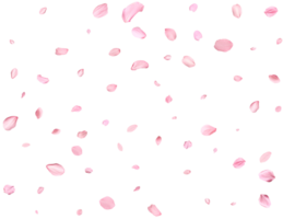 Pink Spring realistic cherry petals. png